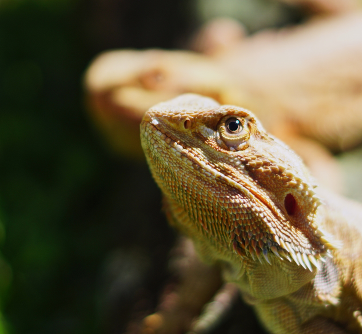 Picture of a reptile, most likely a lizard
