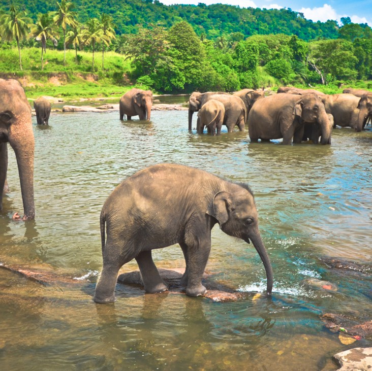 Image of a group of elephants walking in a shallow body of water. The background is mountains and trees.